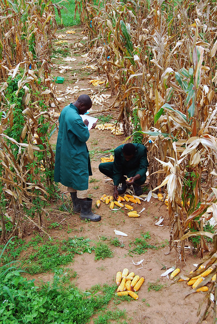 Counting harvested and examining borer infested maize cobs per stand