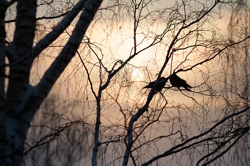 nature canon 50d winter sunset birds 100mm f2