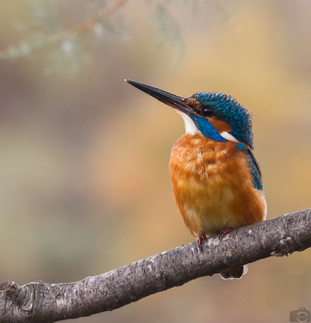 One day I'll fly at the top ..Kingfisher