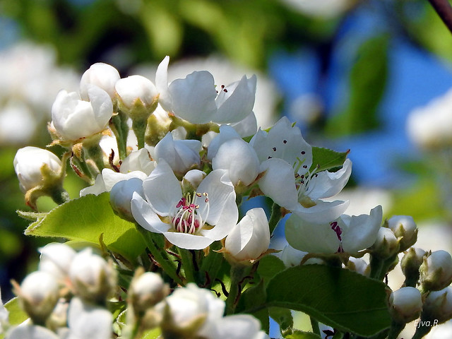 Pear trees bloom