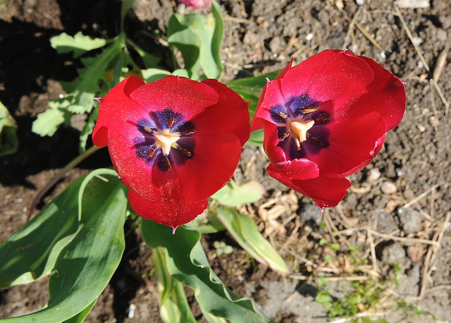 Tulipa x gesneriana HAGETULIPAN 