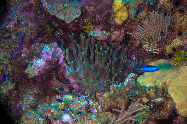 Blue chromis and anenome