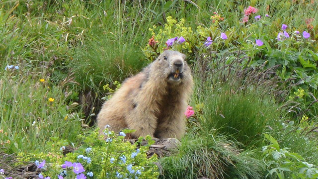 Marmota marmota (Alpine marmot - Alpenmarmot)