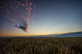 Morning wheat field