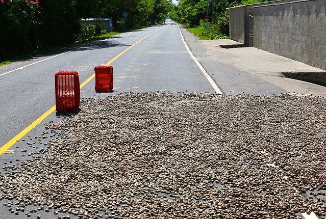Drying Cashew nuts in the Highway, Corral de Mulas, El Salvador