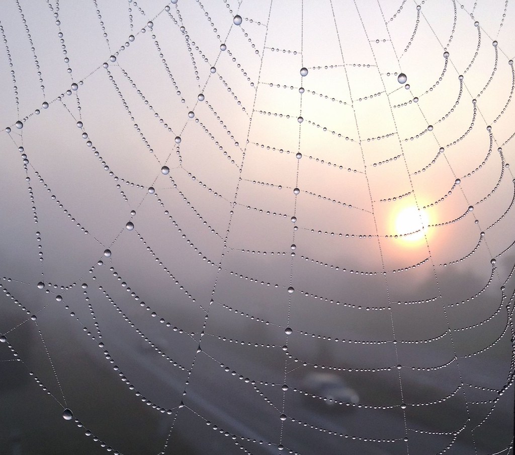 Spinnennetz und Morgentau by umlüx