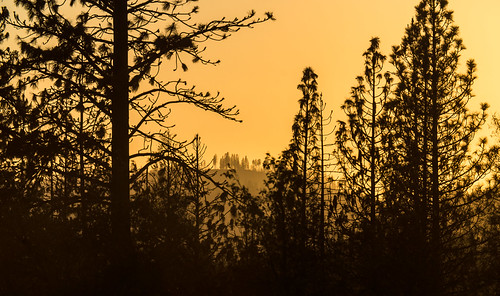 _DSC8166-26 by PaulFerzoco, park forest fire stanislaus yellowstone barren hetch hetchy nationsl
