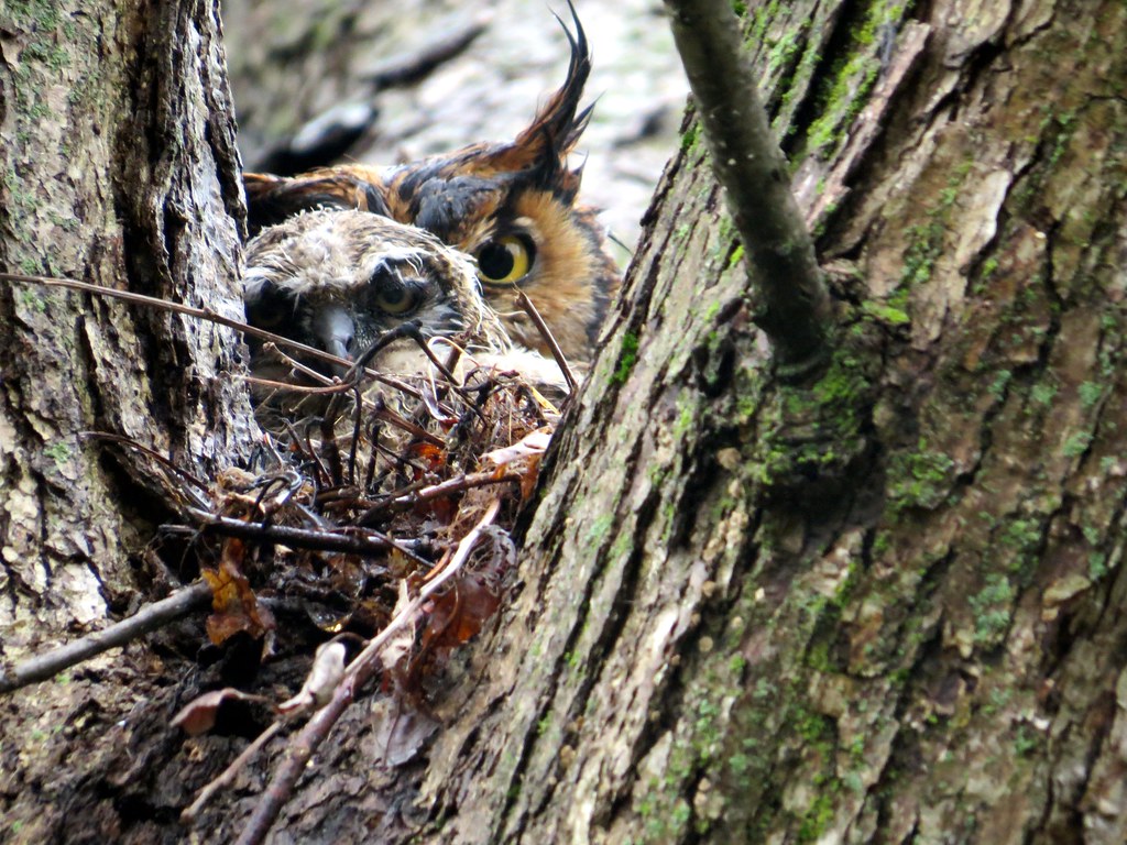 A mother owl keeps a leery eye on her young owlet.