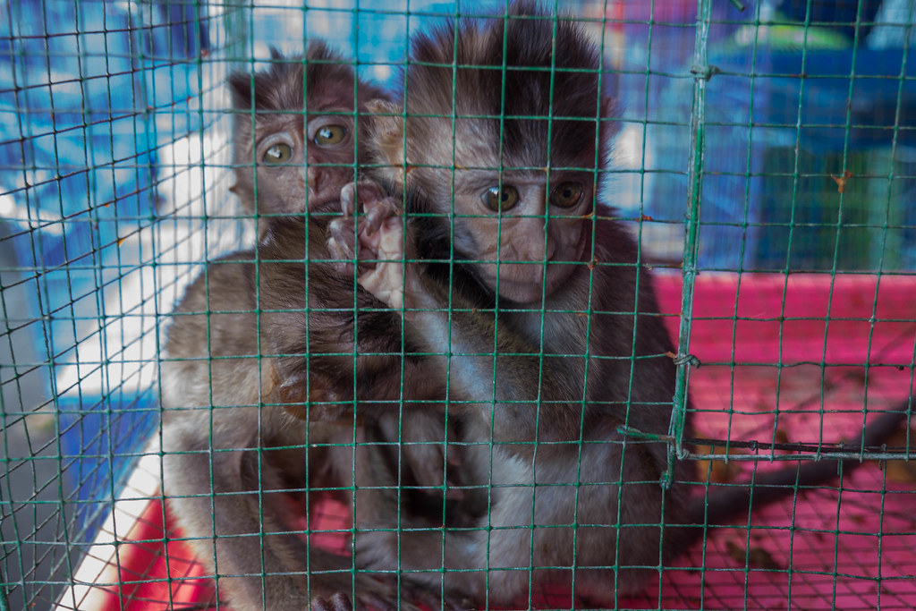 Baby macaque monkeys for sale at Denpasar Bird Market (Pas…