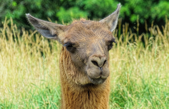 alpaca or llama?