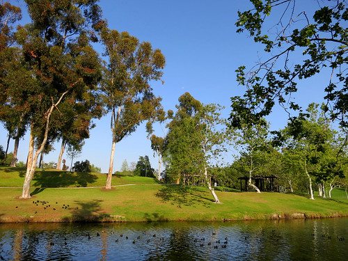 california park trees usa lake water fullerton coots