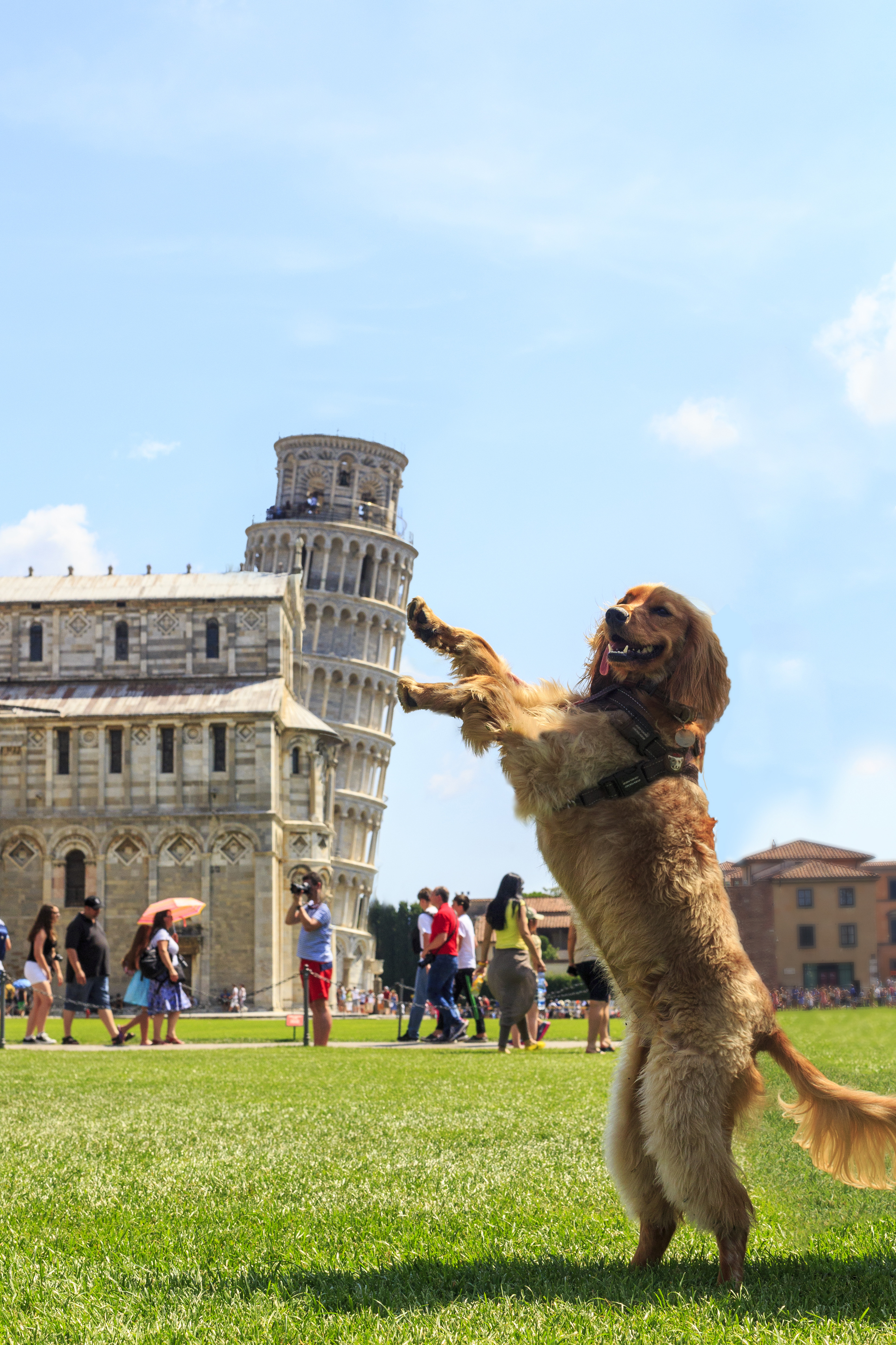 Golden Cocker Spaniel posing against the Leaning Tower of Pisa