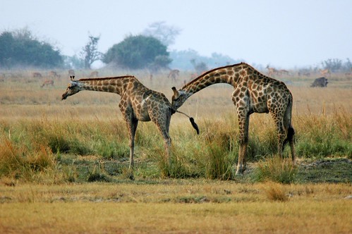 Friendly giraffes | by stevelamb007