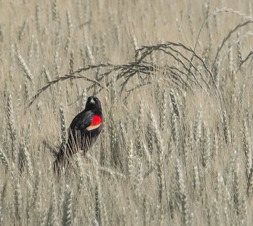 male texture field wheat blackbird redwing redwingblackbird