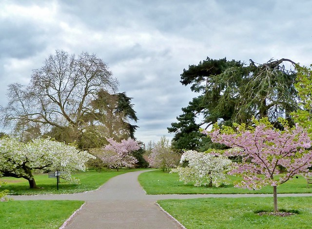 Trees in Springtime Colours, Royal Botanic Gardens, Kew @ 4 April 2014 (Part 1 of 2)