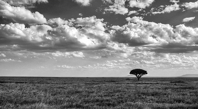 Serengeti, Black and White