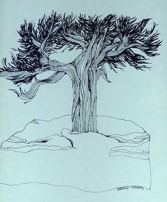 Bristlecone Pine, ink drawing