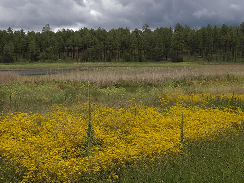 clouds flowers wildflowers woodlandlake woodlandlakepark lakes nature pinetop pinetoparizona pinetoplakeside arizona pinetopvacation2014 riparian riparianzone riparianarea riparianhabitat