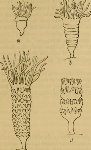 Paternoster