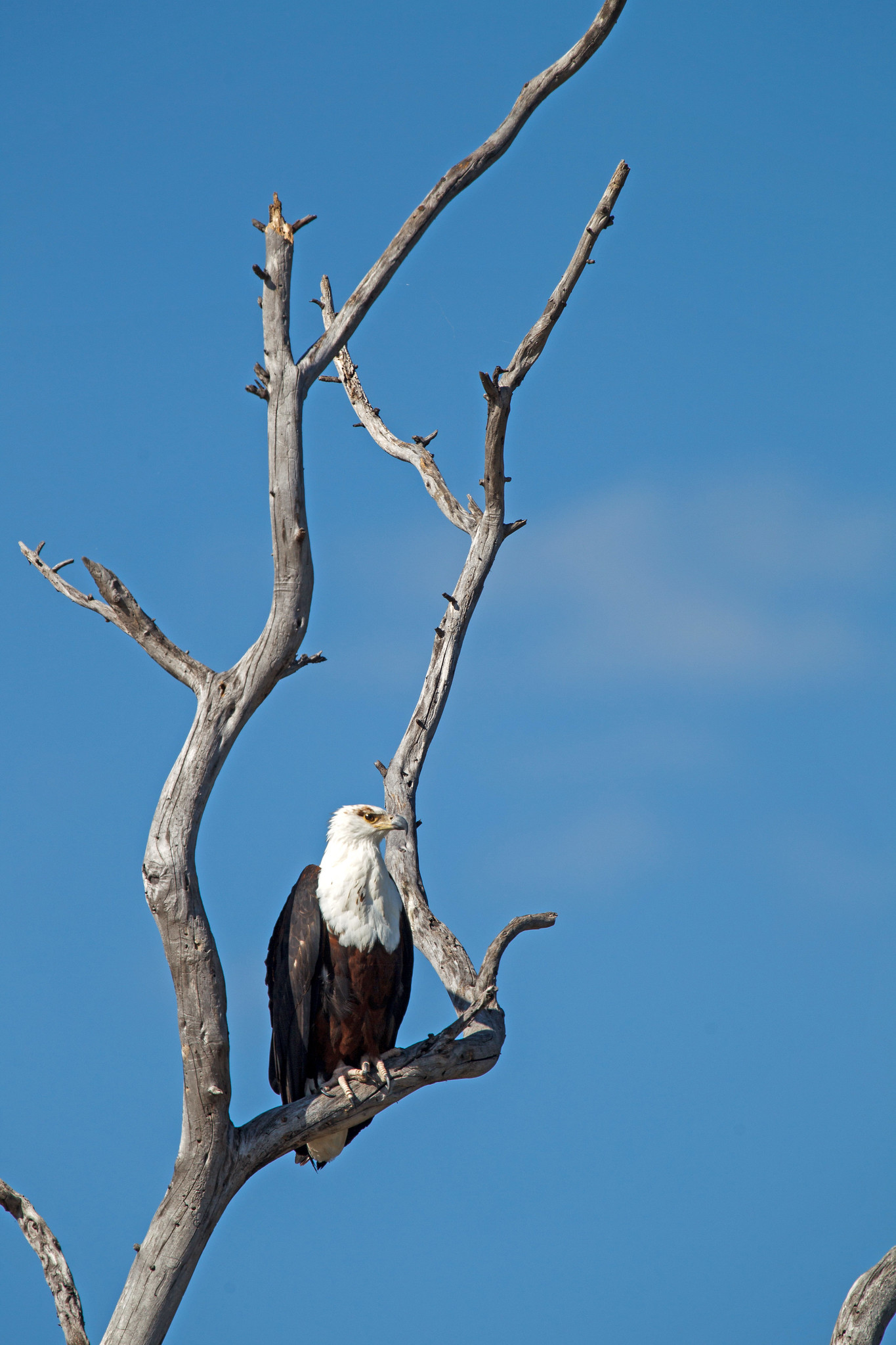African Fish Eagle - Namibia
