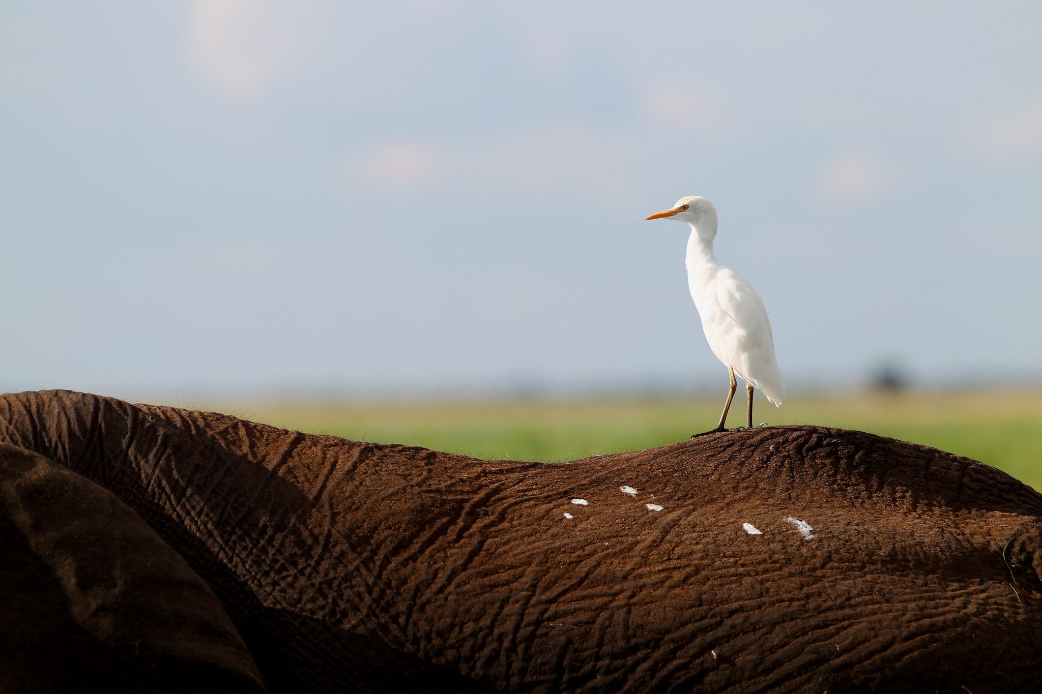 Cattle Egret - Botswana