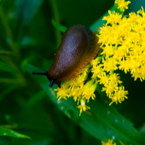 Small slug on golden rod flowers