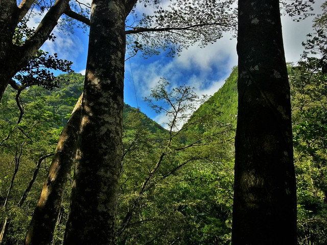 Ko'olau Mountains from the Manoa Falls Trail
