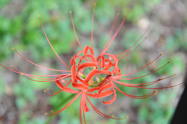 Lycoris radiata HIGANBAN Red spider lily