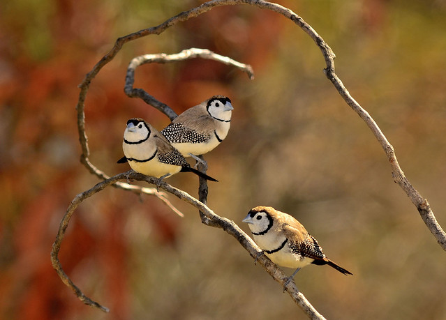Double-Barred Finches