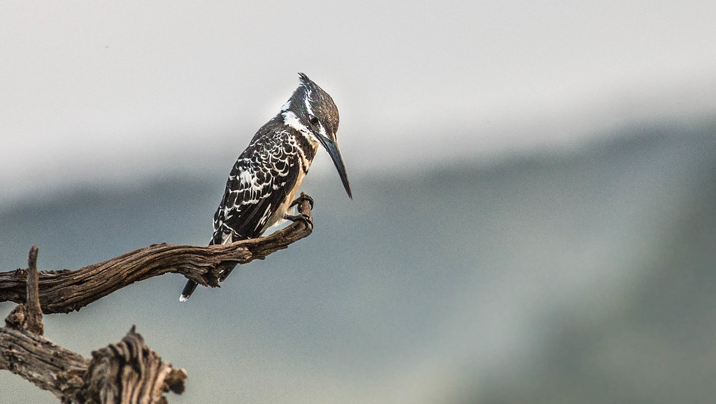 African Pied Kingfisher in Pilanesberg, South Africa