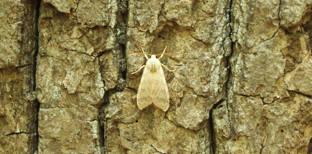 Banded Tussock Moth in Rock Creek Park