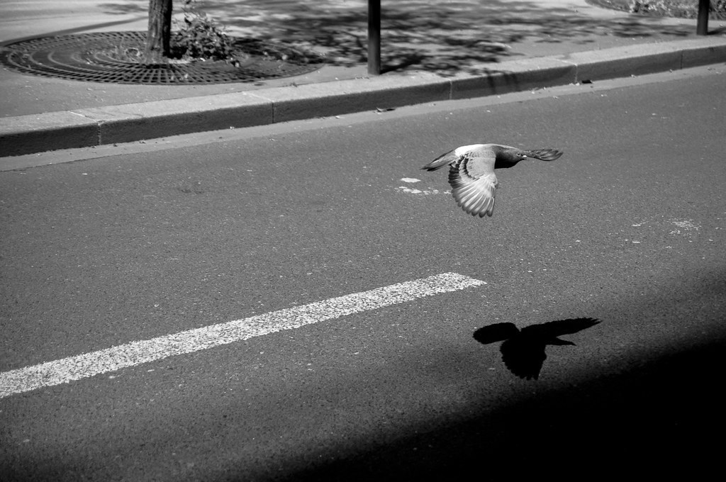 Pigeon et son ombre