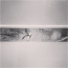 Kitty peekaboo the world from the pet shop at my school