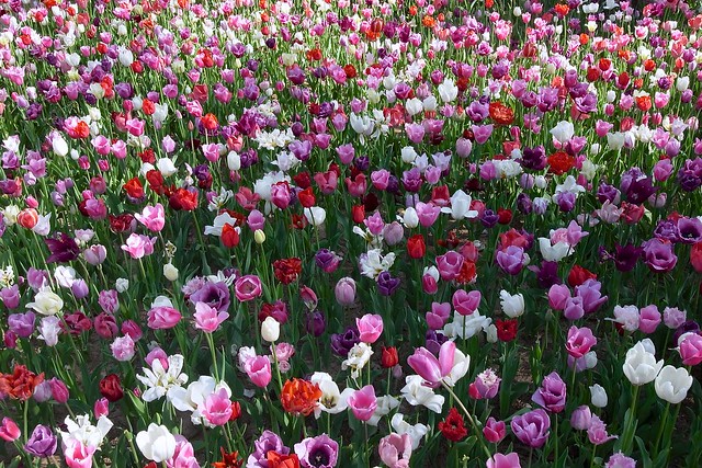Tulip チューリップ 白桃色赤紫