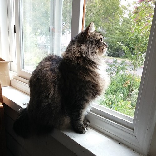 Pippa "casually" watching the world. #catsofinstagram | by dustpanalley
