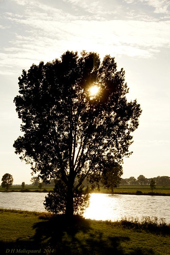 sun tree boom zon tegenlicht demaas opdefiets