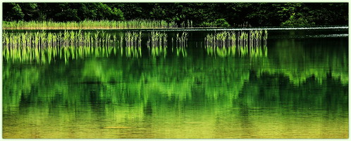 france nature eau lac vert jura roseaux franchecomté lacdilay