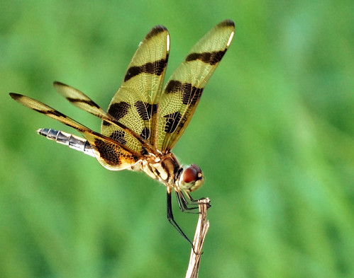nature bug insect outdoors dragonfly hikebike noharriscountytexas nearbyhoustontexas faulkeygullytrail
