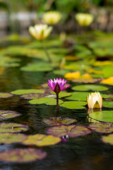 Lily in Golden Gate Park