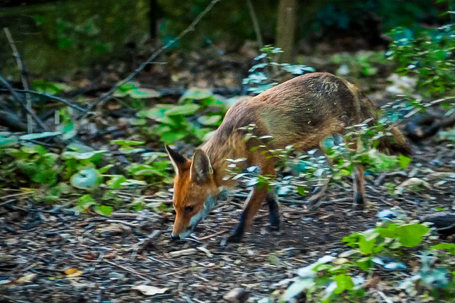 Fox, Gelespie Park