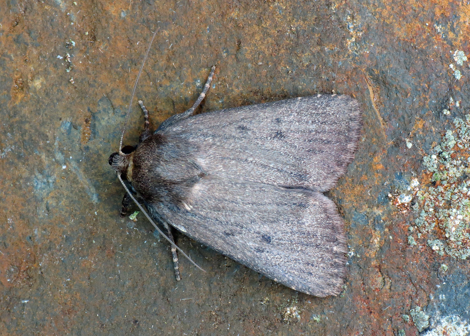 2299 Mouse Moth - Amphipyra tragopoginis