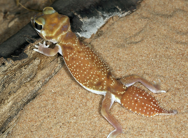 Smooth Knob-tailed Gecko (Nephrurus levis occidentalis)