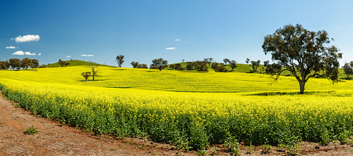 blue yellow rural landscape travels nikon country harvest australia bluesky nsw newsouthwales canola 2014 landscapephotography canolafield boorowa d800e nikond800e jasonbruth