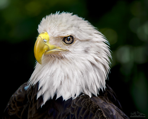 bird eagle florida baldeagle raptor audubon maitland audubonbirdofpreycenter firefallphotographycom jeffstamer
