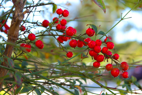 Heavenly Bamboo | by Naturali Images