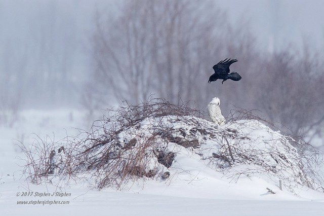 Sometimes it's hard to be a Snowy Owl.