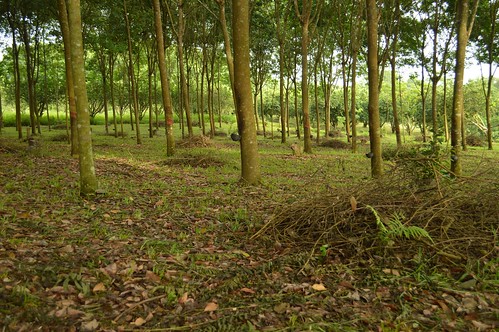 plants trees crops rubber hevea euphorbiaceae thailand wiangkaen chiangrai plantation euphorbiales rosidae tropical