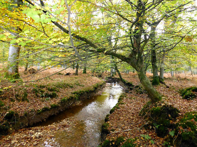 New Forest NP, Hampshire, England