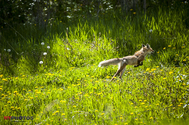 Red Fox Running (Vulpes vulpes)