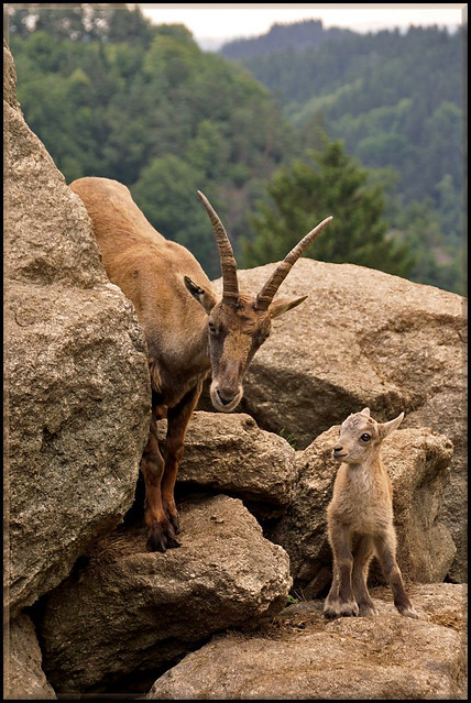 Alpine ibex, mother and child